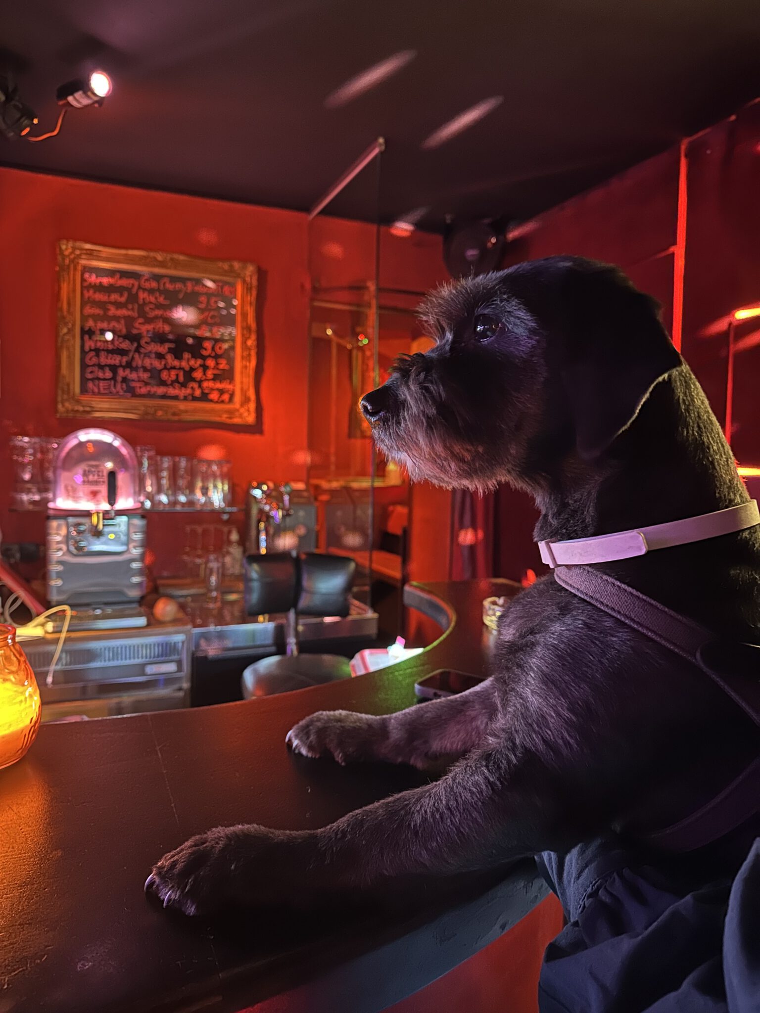 Dog in Bar